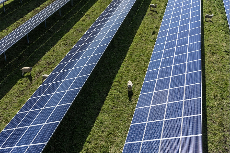 Sheep grazing between rows of solar panels